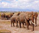 Группа слонов